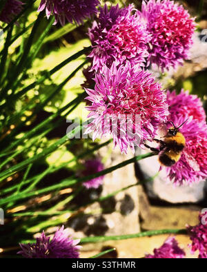 Bumble Bee sur des fleurs de ciboulette Banque D'Images