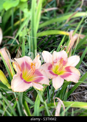 Deux fleurs fraîches et magnifiques de jour côte à côte. Arrière-plan flou. Banque D'Images