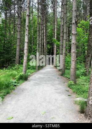 Le chemin transparent montre la voie à suivre à travers les grands arbres dans une forêt Banque D'Images
