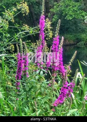 Fleurs de lythrum salicaria (Purple-loestrife flowers) qui poussent sur les berges de la rivière Itchen navigation dans le Hampshire Royaume-Uni Banque D'Images