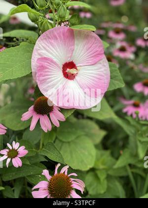 Une grande fleur de la roseraie dans un jardin à fleurs de conée pourpres. Banque D'Images