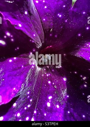 Fleur de nuit de étoile Photo Stock - Alamy