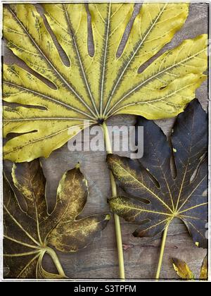 Gros plan détaillé des feuilles mortes de fausse plante de Castor Oil (fatsia japonica) avec des degrés variables de pourriture disposés dans un ventilateur sur un fond en bois Banque D'Images