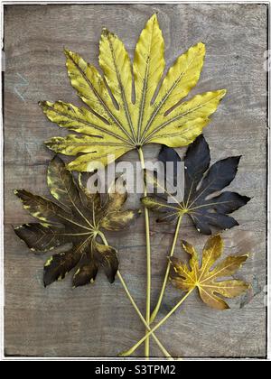 Feuilles mortes d'une fausse plante à huile de Castor (Fatsia japonica) avec des degrés variables de pourriture disposés en éventail sur un fond en bois. Banque D'Images