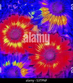 Pop Art pâquerettes- faites en prenant des pâquerettes orange et à travers diverses applications IOS modifiant la couleur et la texture. Un art pop amusant et floral. Banque D'Images