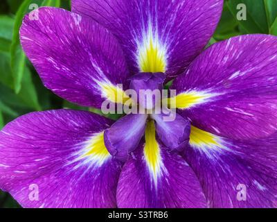 Belle fleur d'un iris japonais. Banque D'Images