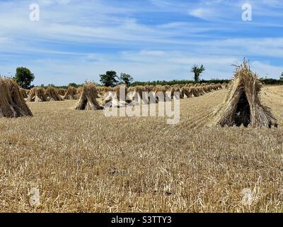 Des albums de blé qui sèchent au soleil du Devon du Nord. Ces poulies ou grains restent dans le champ pendant plusieurs jours avant d'être ramassés pour être écrasés. Banque D'Images