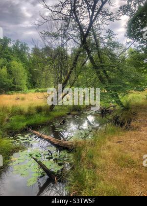 Blackwater stream in the New Forest National Park Banque D'Images