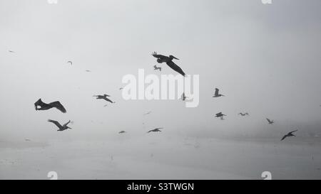De nombreux pélicans survolant la côte Pacifique en Californie du Sud. Bateaux et eau à peine visibles en arrière-plan avec brouillard de mer Banque D'Images