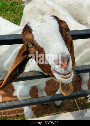 Chèvres Boer dans un enclos de ferme. Banque D'Images