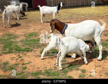 Bouc et bébés enfants dans un enclos de ferme. Banque D'Images