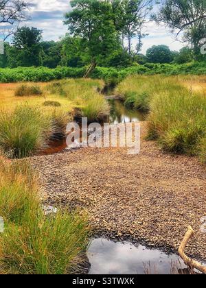 Le ruisseau « Flechs Water » s’assèche lors d’une sécheresse qui expose le lit du ruisseau, dans le parc national de New Forest Hampshire Royaume-Uni. Juillet 2022 Banque D'Images