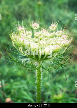 La dentelle de la reine Anne dans un jardin sauvage. Banque D'Images