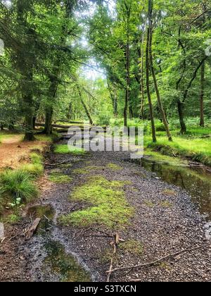 Le ruisseau « Flechs Water » a séché dans une sécheresse exposant le lit du ruisseau, laissant des piscines peu profondes. New Forest National Park Hampshire Royaume-Uni. Juillet 2022 Banque D'Images