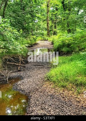 Le ruisseau « Flechs Water » a séché dans une sécheresse exposant le lit de ruisseau et les branches tombées, laissant des piscines peu profondes. New Forest National Park Hampshire Royaume-Uni. Juillet 2022 Banque D'Images