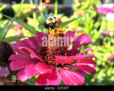 Fleur de Zinnia avec bourdon sur le dessus. Photo prise à Columbus, Mississippi 16 juillet 2022. Banque D'Images
