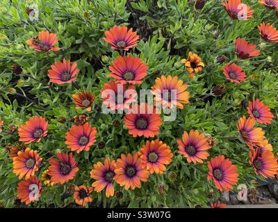 Gerberas Banque D'Images