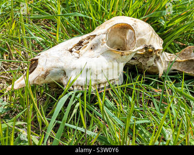 Crâne d'un cerf muntjac Banque D'Images