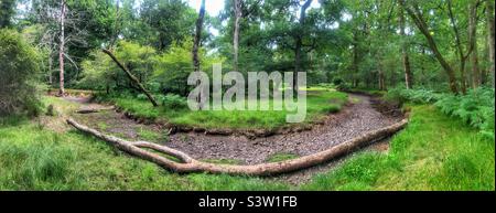 Un arbre tombé dans le ruisseau « Flechs Water » a séché lors d'une sécheresse exposant le lit du ruisseau laissant des piscines peu profondes. New Forest National Park Hampshire Royaume-Uni. Juillet 2022 Banque D'Images