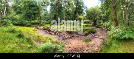 Le ruisseau « Flechs Water » a séché pendant une sécheresse, exposant le lit du ruisseau à exposer les arbres et les branches tombés. New Forest National Park Hampshire Royaume-Uni. Juillet 2022 Banque D'Images