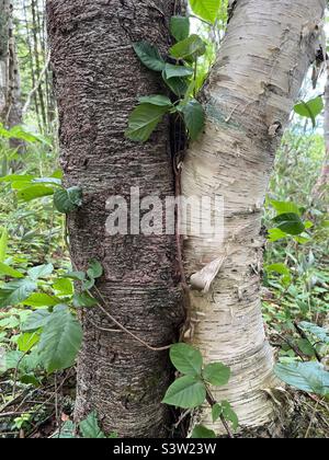 Tronc de pin noir à côté du tronc de bouleau blanc Banque D'Images