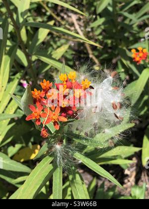 Graines et fleurs de l'herbe à lait tropicale - plante hôte du papillon Monarch Banque D'Images