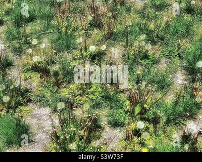 Une cour dans un quartier résidentiel a laissé leur pelouse mourir et être pris par les mauvaises herbes. Les petites touffes d'herbe sont surprises par les pissenlits allant à la semence et au sol stérile. Banque D'Images