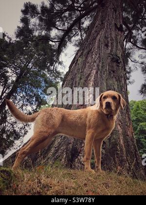 Un très grand chien debout sous un séquoia géant Banque D'Images