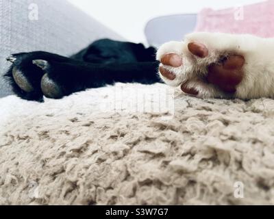 Pattes à réfléchir - le chiot endormi et la chatsycat sur une couverture confortable et moelleuse. Banque D'Images