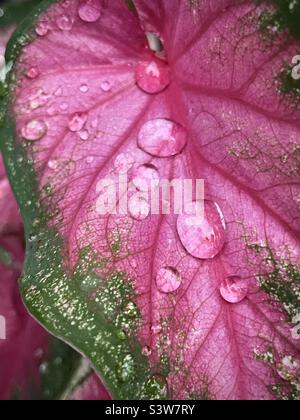 Gouttes de pluie sur une feuille de Caladium rouge et verte. Banque D'Images