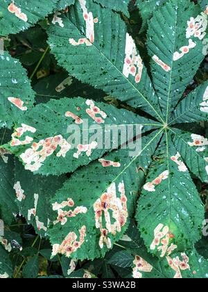 Les feuilles de châtaignes de cheval sont mangées, infestées et décolorées par les larves de la meneuse foliaire Banque D'Images