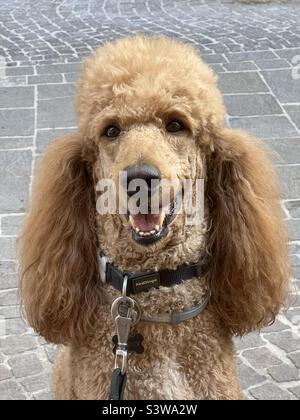 Portrait géant en caniche Banque D'Images