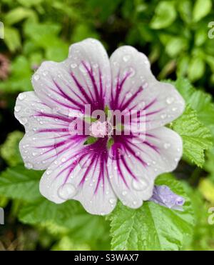 Macro prise après la pluie de ce que l'on appelle communément la maloche commune, cette fleur va par de nombreux noms, fromages, grande maloche et le beau, mauve des bois. Banque D'Images