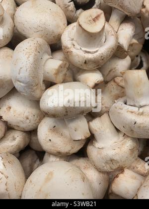 Jardin commun typique de champignons blancs frais en vrac. Banque D'Images