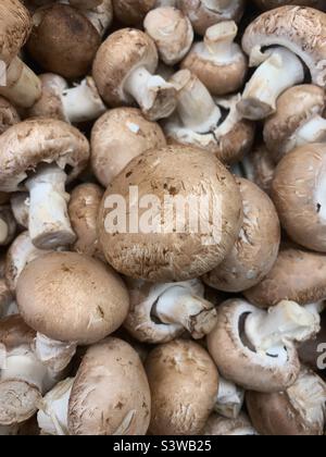 Jardin commun typique de champignons frais en vrac de crèmini-bois. Banque D'Images