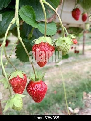 Fraises accrochées à la mûrissement des plantes de fraises à cueillies Banque D'Images