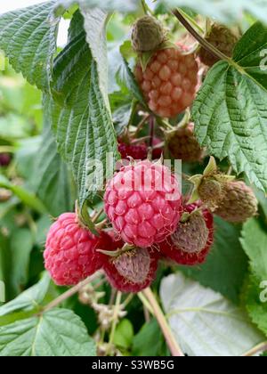 Framboises mûrissant sur les plants de framboises en attente de cueillette Banque D'Images