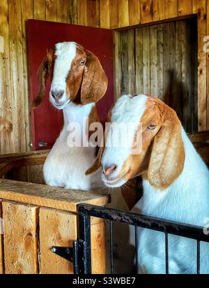 Deux chèvres Boer dans leur plume. Banque D'Images