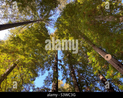 Vue sur une voûte au sommet d'un groupe de séquoias. Banque D'Images