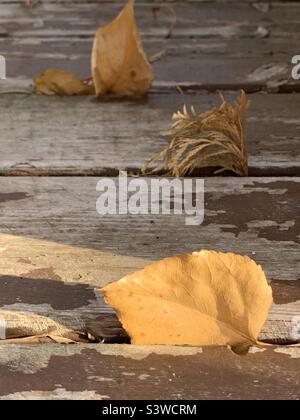 Feuille de peuplier dorée tombée dans un arbre de lumière du soleil sur un pont de bois abîmé Banque D'Images