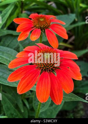 Échinacée orange dans le jardin d'été. Banque D'Images