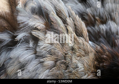Texture gros plan des plumes d'autruche Banque D'Images