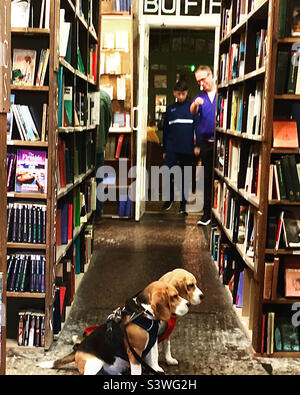Chiens: Beagles dans Barter Livres: Deux chiens s'assoient obéissants, en attendant des gâteries, dans une très grande librairie Banque D'Images