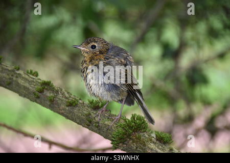 Un petit oiseau brun de la vue latérale. Le moineau est assis sur une branche, l'arrière-plan montre le paysage naturel. Banque D'Images