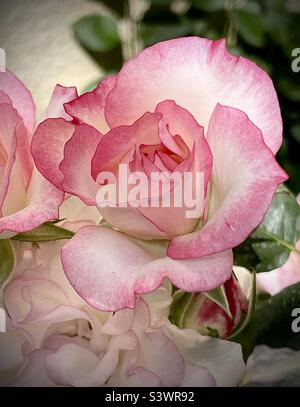 “Hannah Gordon” floribunda rose présentant des fleurs blanches avec des bords roses dans la lumière naturelle à l'extérieur dans les jardins botaniques de Tucson, Arizona. Banque D'Images