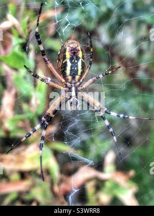 Araignée de guêpe (Argiope bruennichi) femelle, vue en dessous. Emplacement : The Hub, Eastleigh, Bishopstoke, Hampshire, Royaume-Uni. Août 2022. Banque D'Images