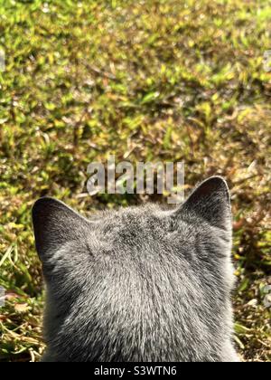 Chat de shorthair britannique sur l'herbe Banque D'Images