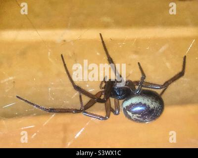 Fausse araignée noire Widow (Steatoda nobilis) côté femelle du hangar, jardin du Hampshire la nuit août. Banque D'Images