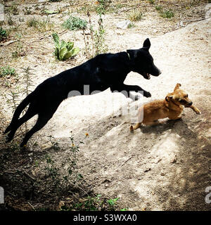 Chiens jouant dans le sable à Queretaro, Mexique. Banque D'Images