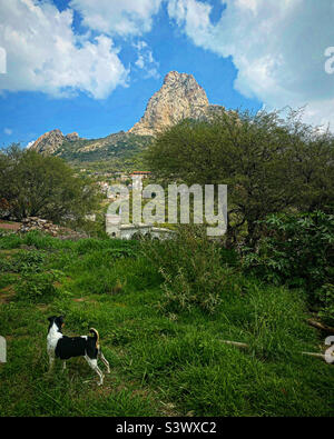 Un chien se tient dans une proiry verte près de la roche monolite Peña de Bernal à Queretaro, Mexique. Banque D'Images